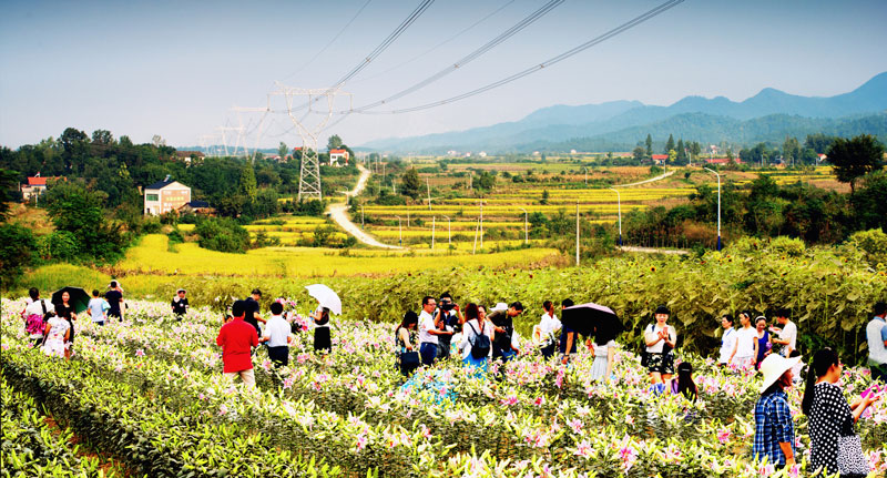 美丽乡村孙桥青树岭村